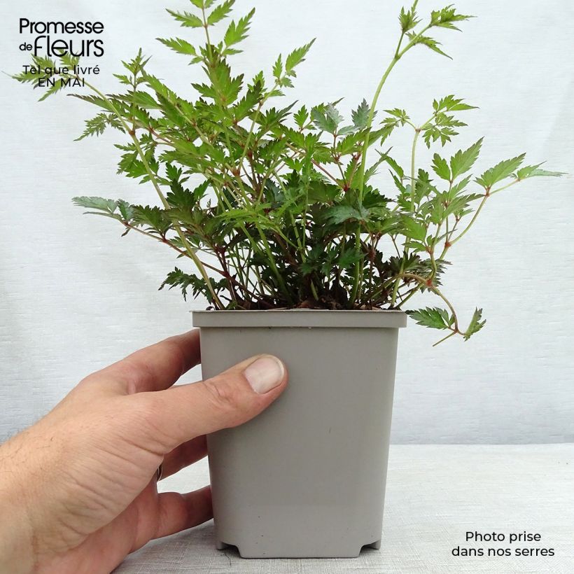 Spécimen de Astilbe simplicifolia Hennie Graafland Godet de 9cm tel que livré au printemps