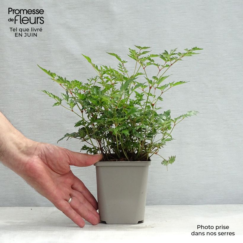 Spécimen de Astilbe simplicifolia Hennie Graafland Godet de 8/9 cm tel que livré en été