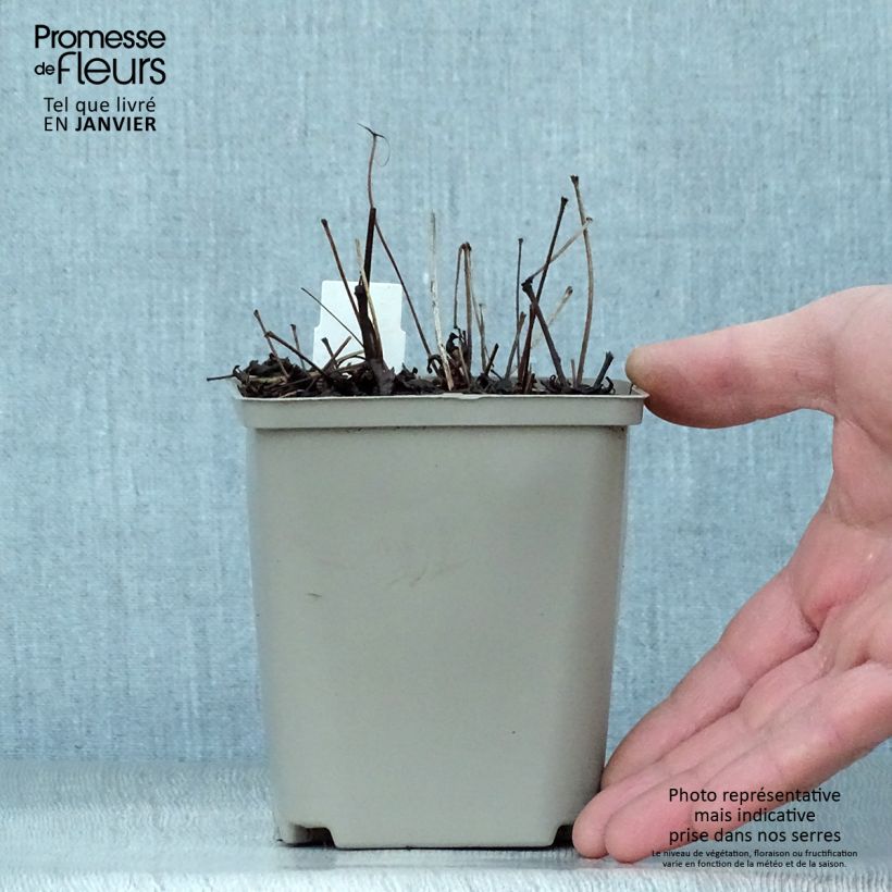 Spécimen de Astilbe simplicifolia Hennie Graafland tel que livré en hiver