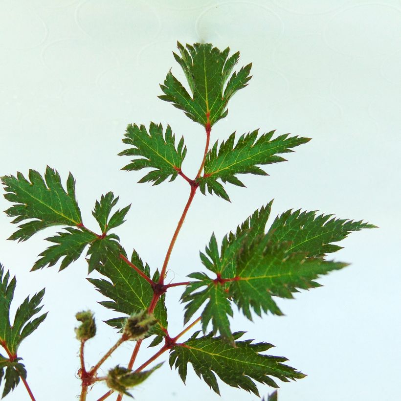 Astilbe simplicifolia Sprite (Feuillage)