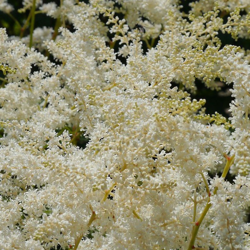 Astilbe simplicifolia Sprite (Floraison)