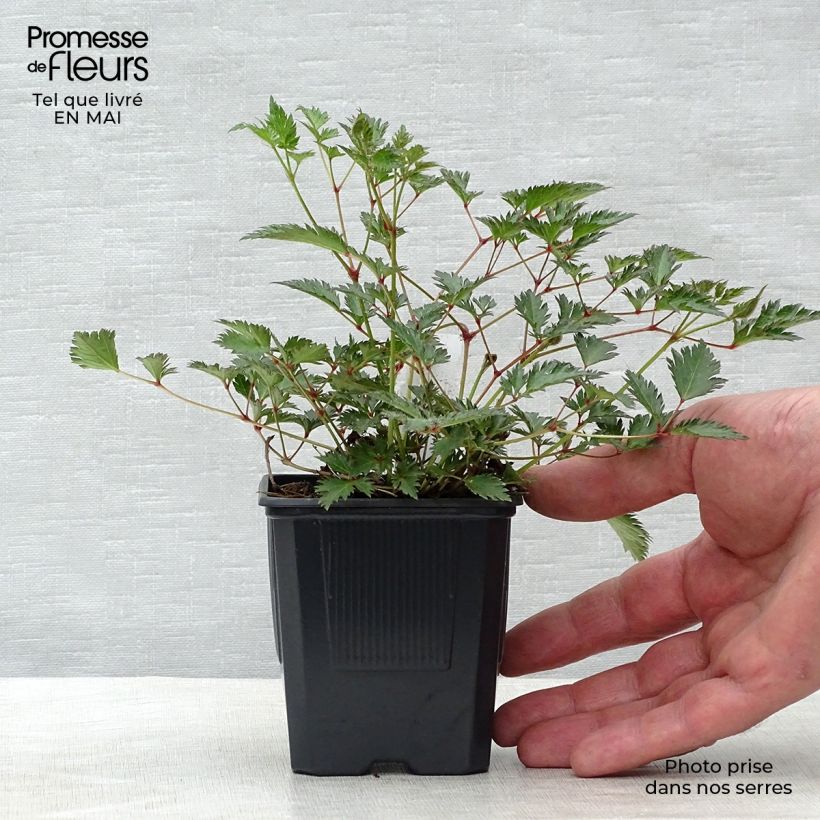 Spécimen de Astilbe simplicifolia Sprite Godet de 9cm tel que livré au printemps