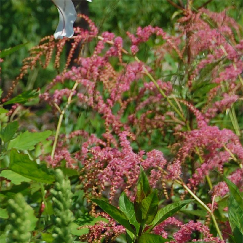 Astilbe thunbergii Straussenfeder - Astilbe Ostrich Plume (Floraison)