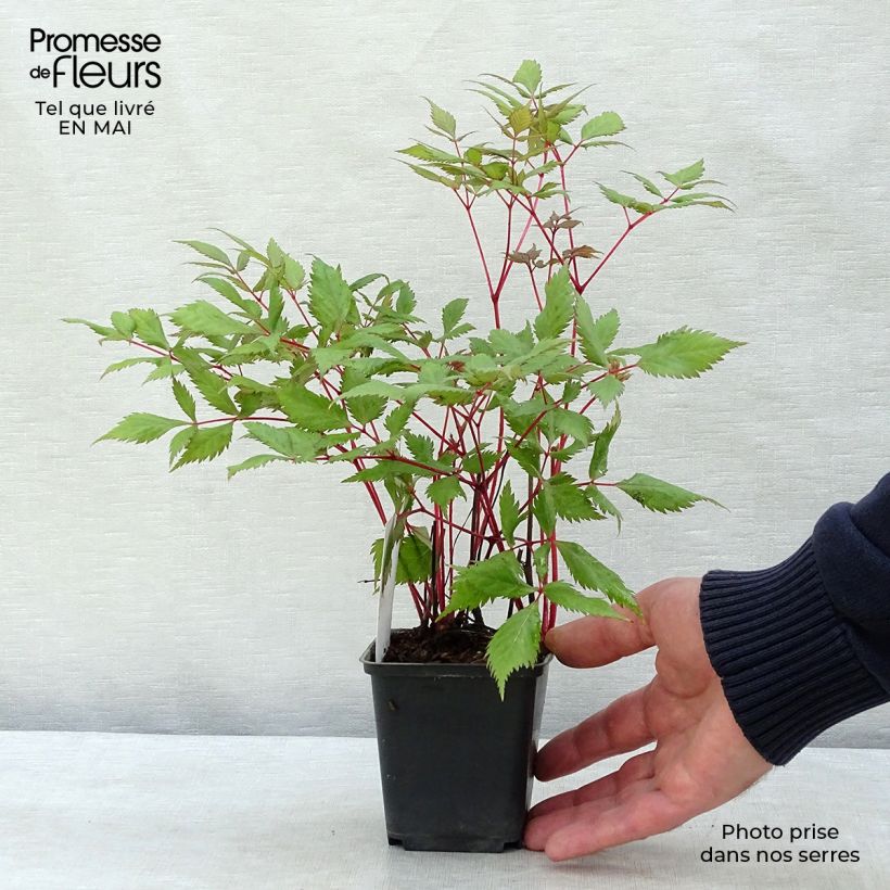 Spécimen de Astilbe arendsii Fanal Godet de 8 cm tel que livré au printemps