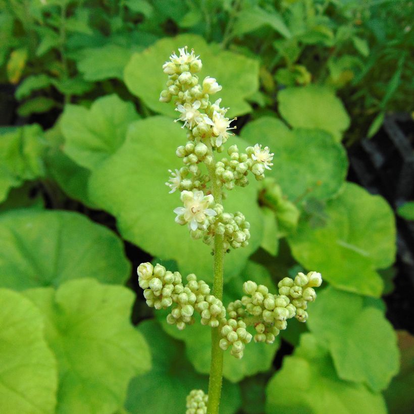 Astilboides tabularis (Floraison)