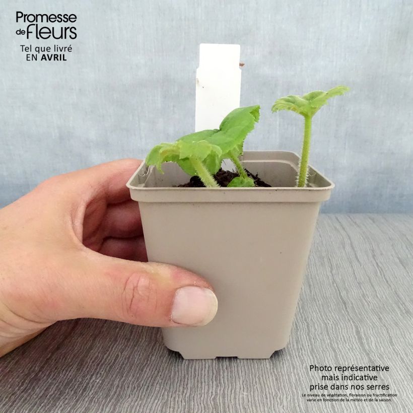Spécimen de Astilboides tabularis Godet de 9cm tel que livré au printemps