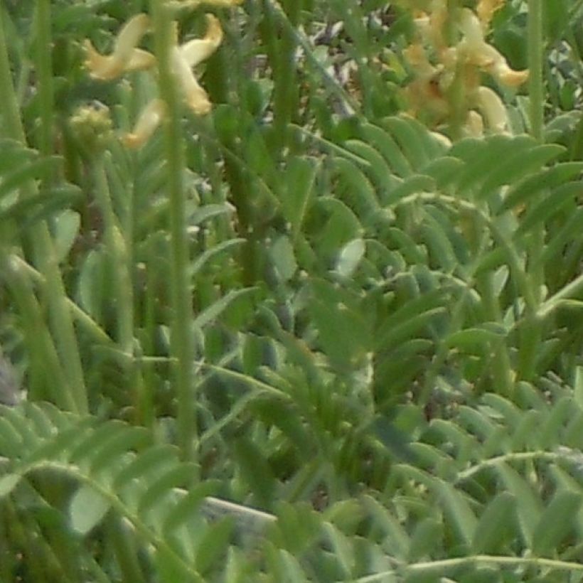 Astragalus canadensis - Astragale du Canada (Feuillage)
