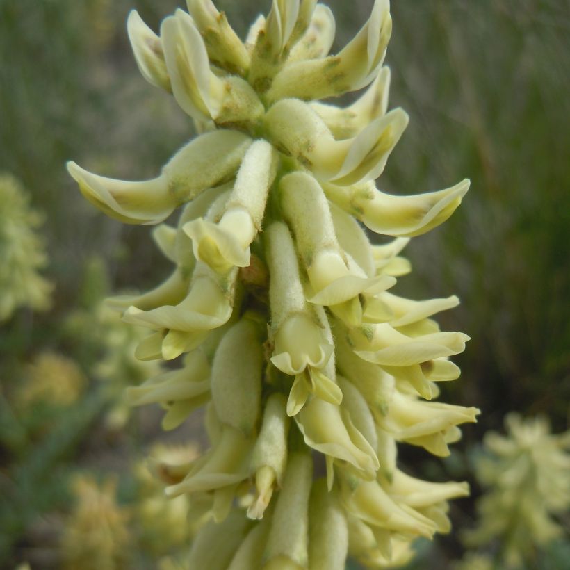 Astragalus canadensis - Astragale du Canada (Floraison)