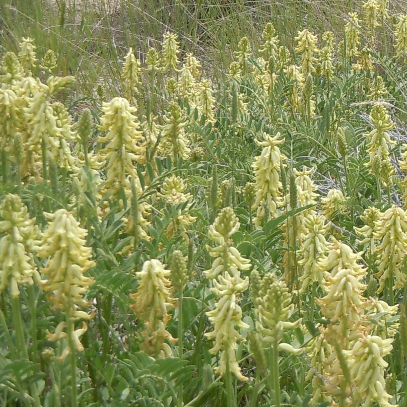 Astragalus canadensis - Astragale du Canada (Port)