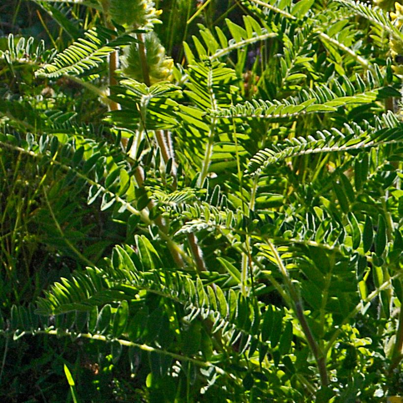 Astragalus centralpinus (Feuillage)