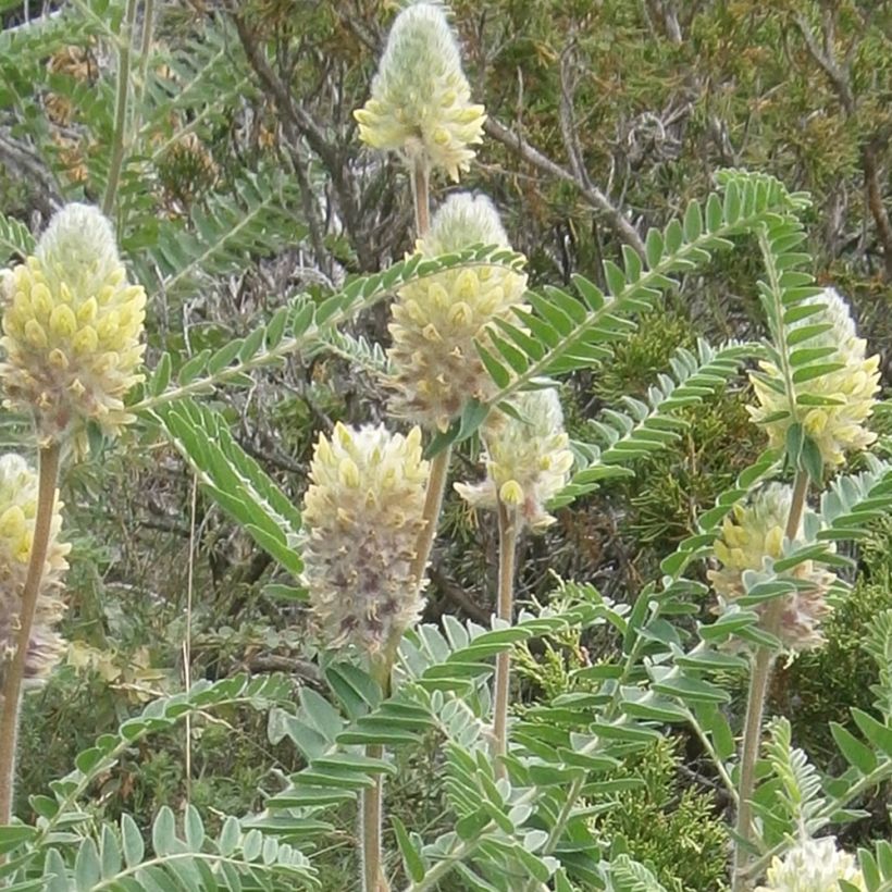 Astragalus centralpinus (Floraison)