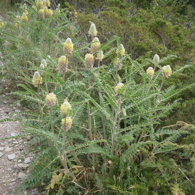 Astragalus centralpinus (Port)