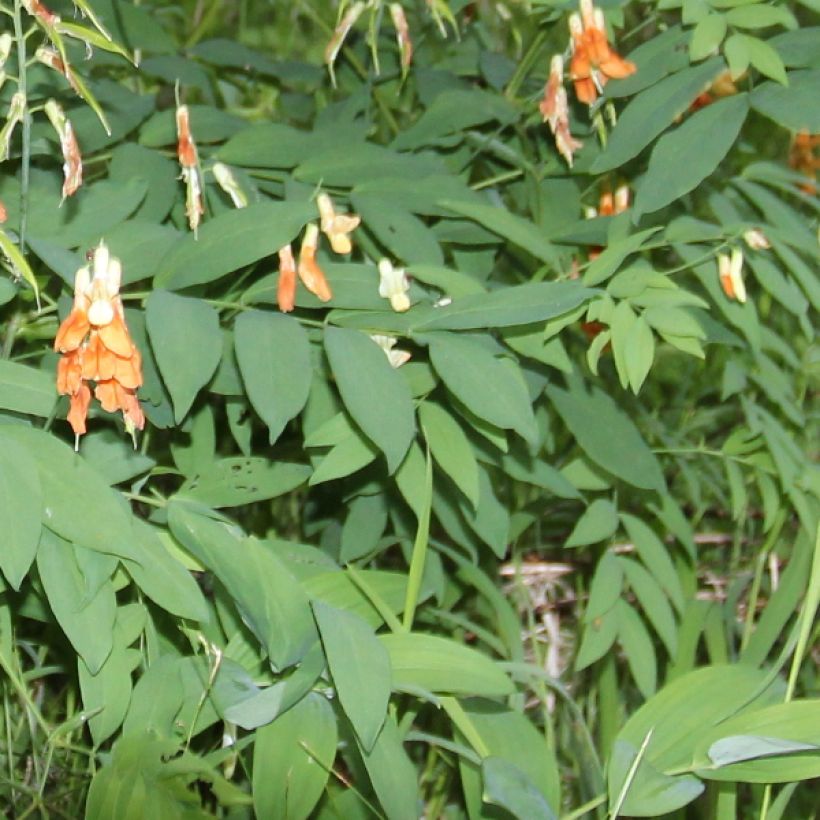 Astragalus glycyphyllos (Feuillage)