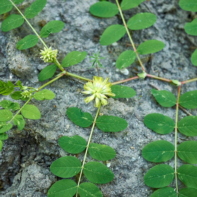 Astragalus glycyphyllos (Port)