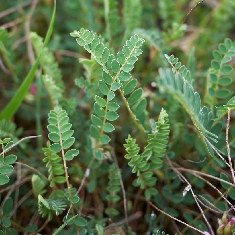 Astragalus monspessulanus (Feuillage)