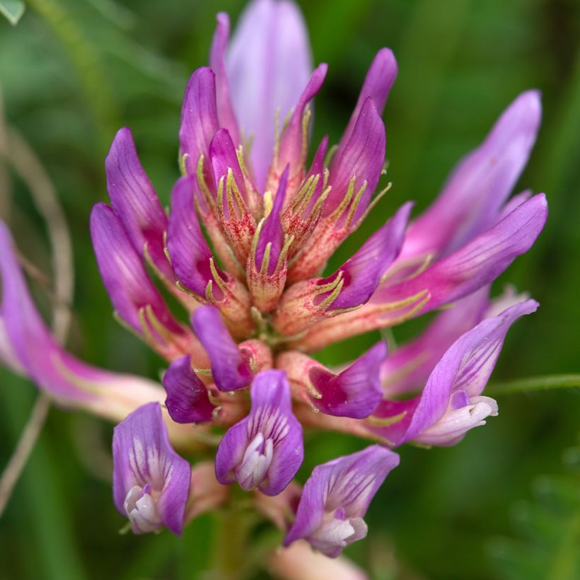 Astragalus monspessulanus (Floraison)