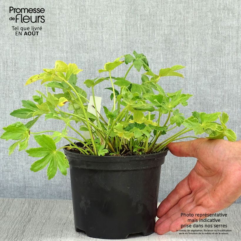 Spécimen de Astrance - Astrantia Star of Billion Pot de 2L/3L tel que livré en été