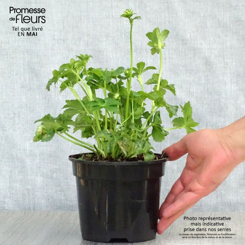 Spécimen de Astrance - Astrantia Star of Billion en pot de 2L/3L tel que livré au printemps