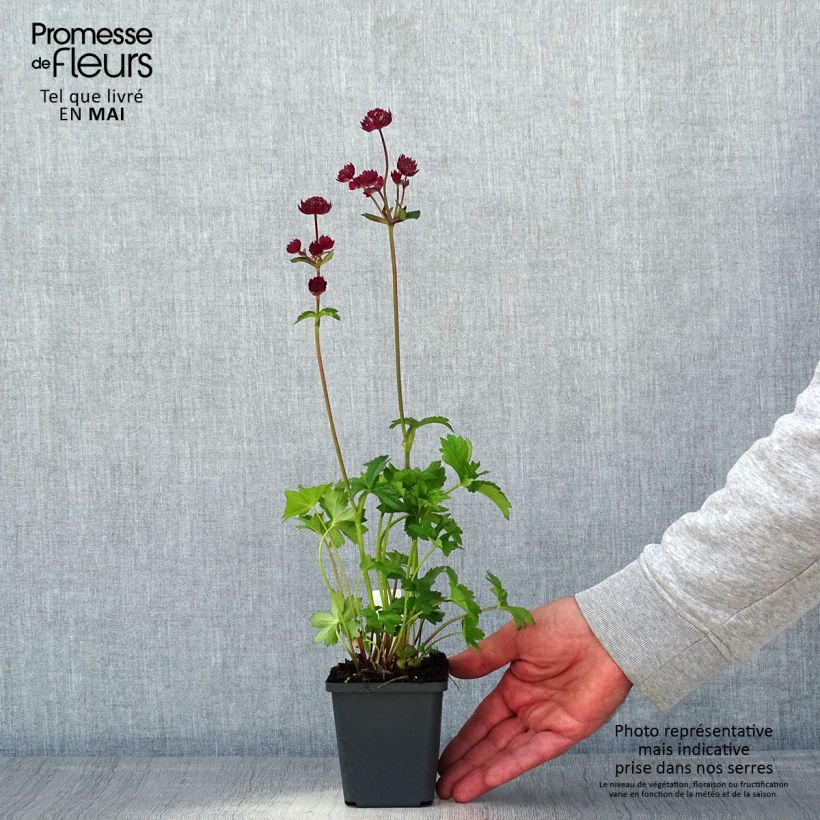 Spécimen de Astrance - Astrantia Star of Love Godet de 8/9 cm tel que livré au printemps