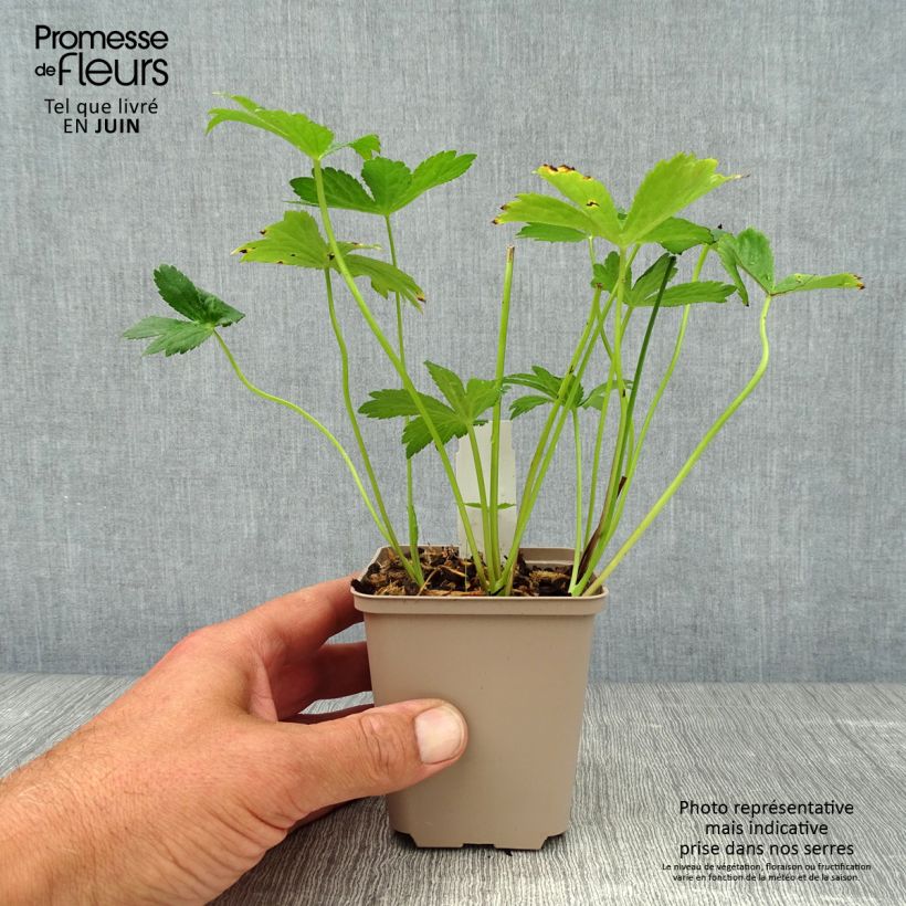 Spécimen de Astrance - Astrantia major Alba (White) Godet de 8/9 cm tel que livré en été