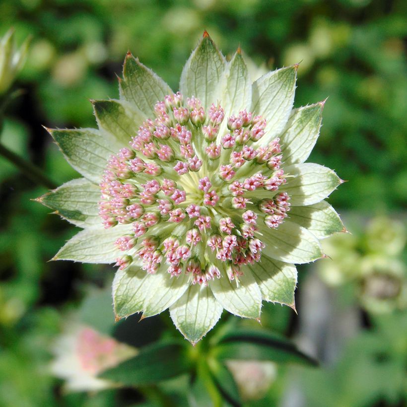 Astrance - Astrantia major Buckland (Floraison)