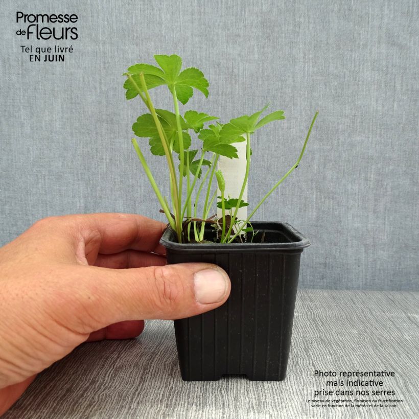 Spécimen de Astrance - Astrantia major Buckland Godet de 8/9 cm tel que livré en été
