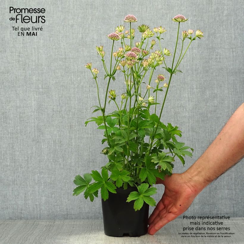 Spécimen de Astrance - Astrantia major Buckland pot de 2L/3L tel que livré au printemps