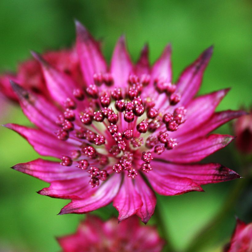 Astrance - Astrantia major Burgundy Manor (Floraison)