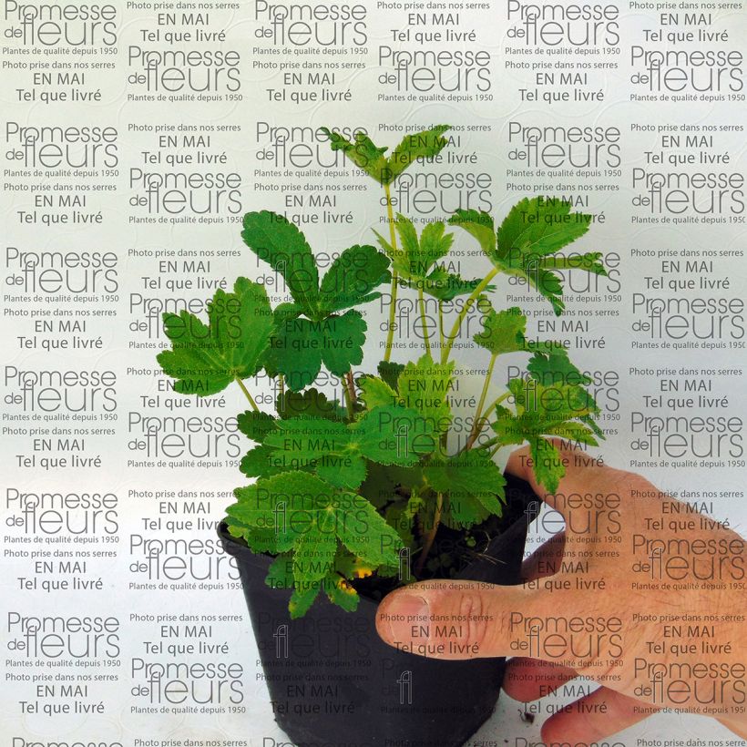 Exemple de spécimen de Astrance - Astrantia major Lars Godet de 9cm tel que livré