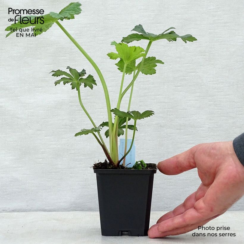 Spécimen de Astrance - Astrantia major Primadonna Godet de 9cm tel que livré au printemps