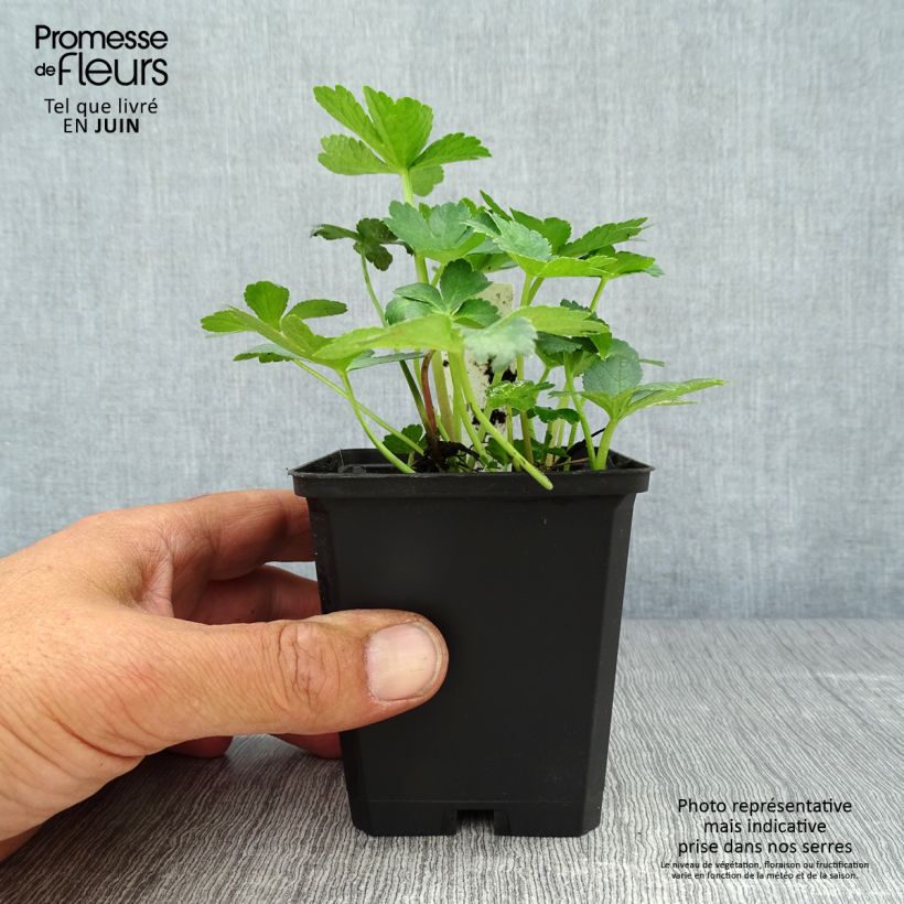 Spécimen de Astrance - Astrantia major Primadonna Godet de 8/9 cm tel que livré en été