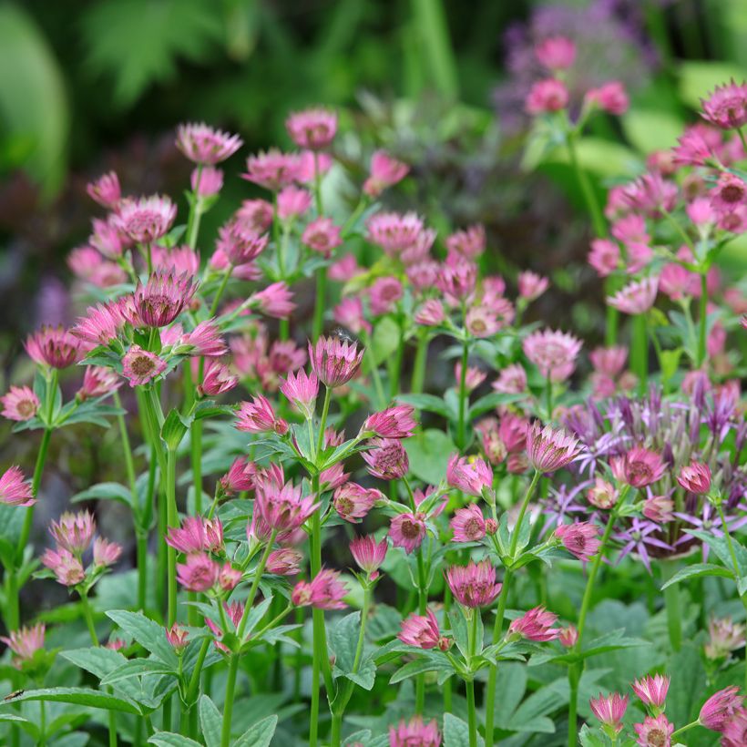 Astrance - Astrantia major Roma (Port)