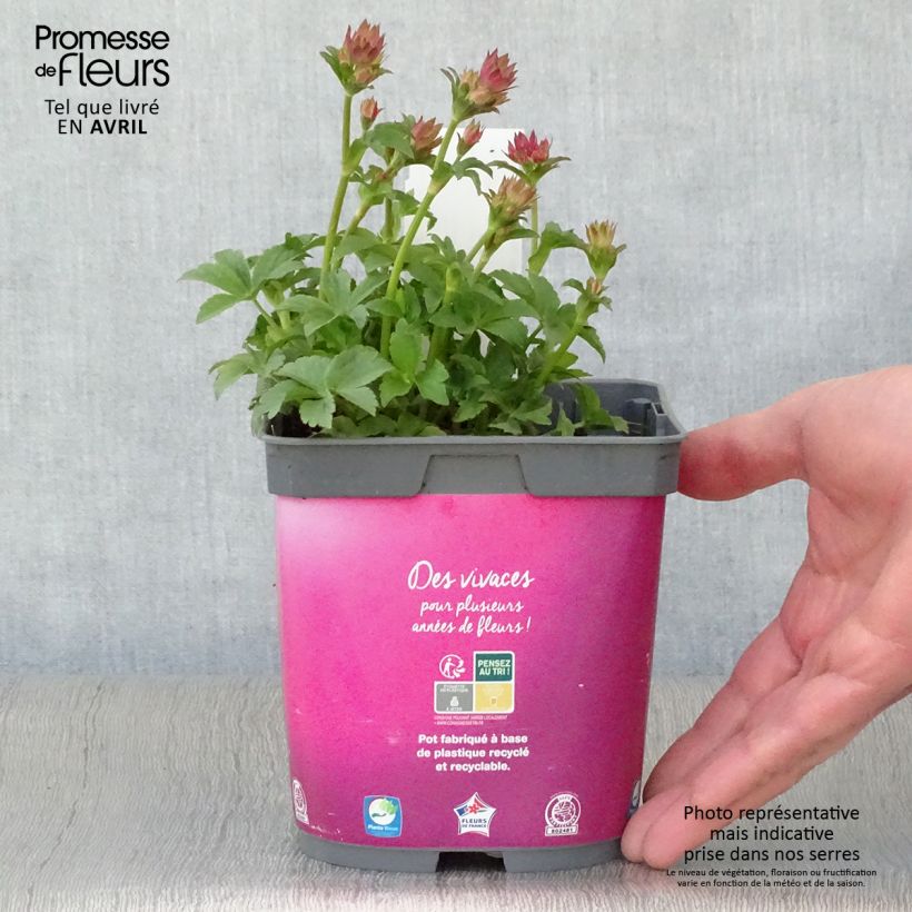 Spécimen de Astrance - Astrantia major Roma en pot de 2/3L tel que livré au printemps