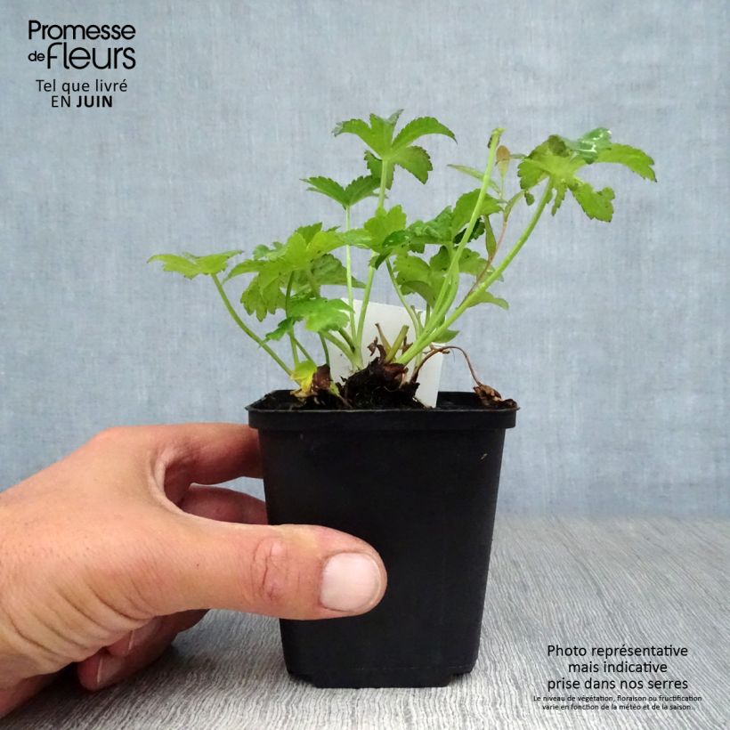 Spécimen de Astrance - Astrantia major Rubra Godet de 8/9 cm tel que livré en été