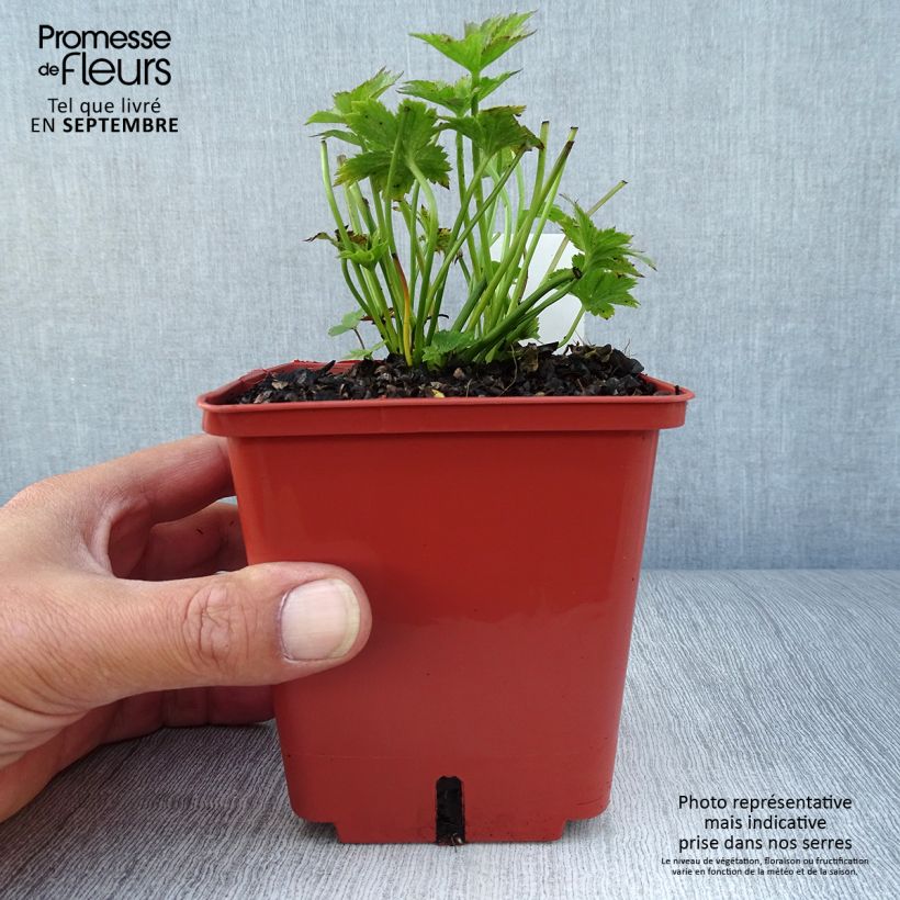 Spécimen de Astrance - Astrantia major Ruby Wedding Pot de 1L/1,5L tel que livré en automne