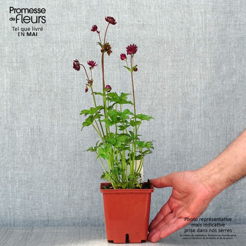 Spécimen de Astrance - Astrantia major Ruby Wedding pot de 1L/1.5L tel que livré au printemps