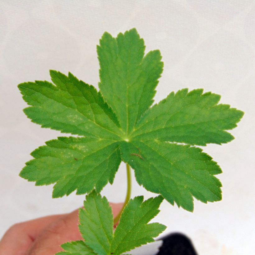 Astrance - Astrantia major Shaggy (Feuillage)