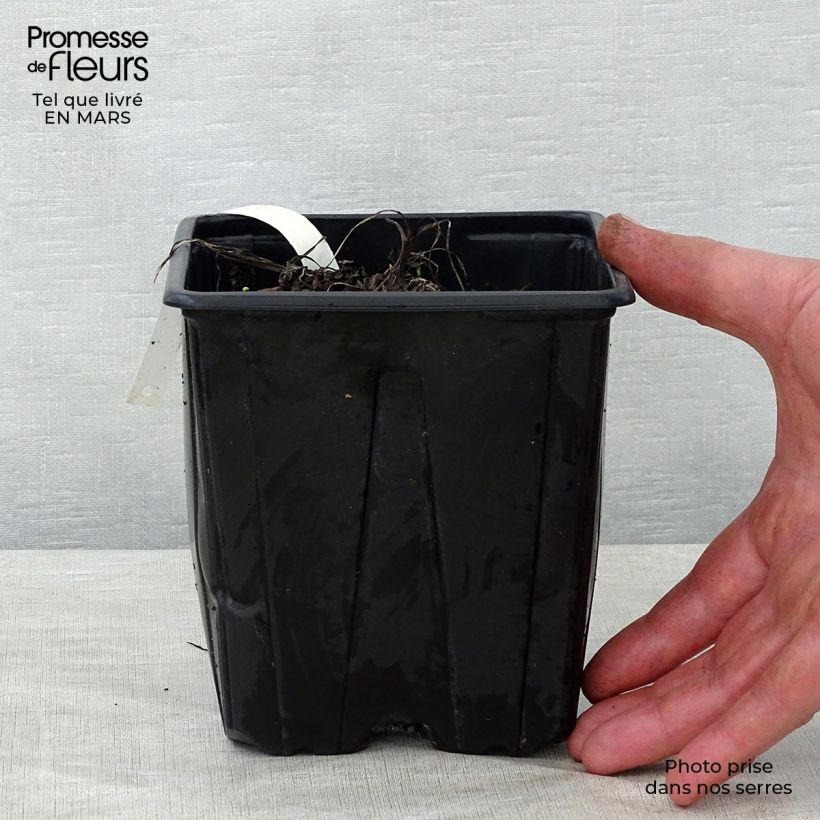 Spécimen de Astrance - Astrantia major Shaggy en pot de 2/3L tel que livré au printemps