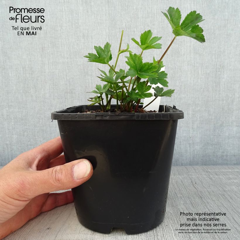 Spécimen de Astrance - Astrantia major Star of Beauty Pot de 2L/3L tel que livré au printemps