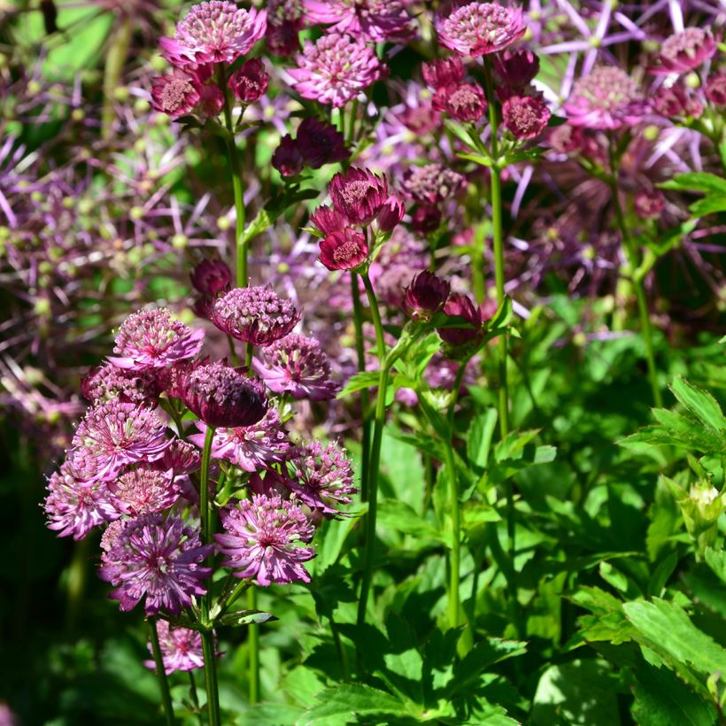 Astrance - Astrantia major Star of Beauty (Port)