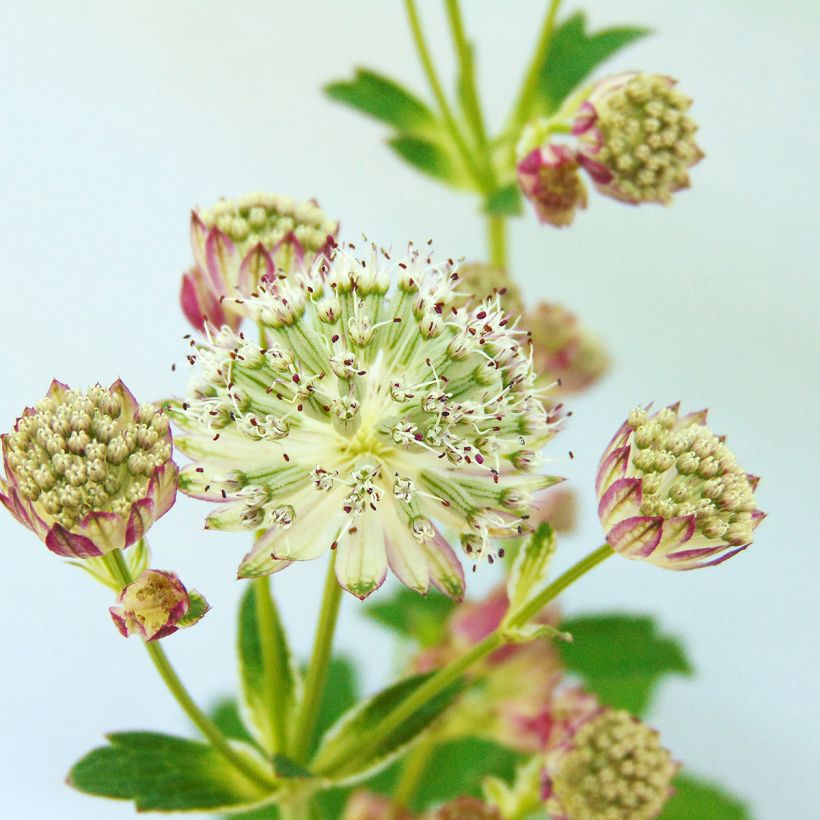 Astrance - Astrantia major Star of Passion (Floraison)