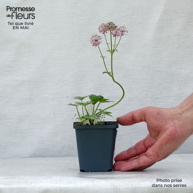 Spécimen de Astrance - Astrantia major Star of Treasure Godet de 9cm tel que livré au printemps