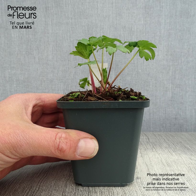 Spécimen de Astrance - Astrantia major Super Star Godet de 9cm tel que livré au printemps