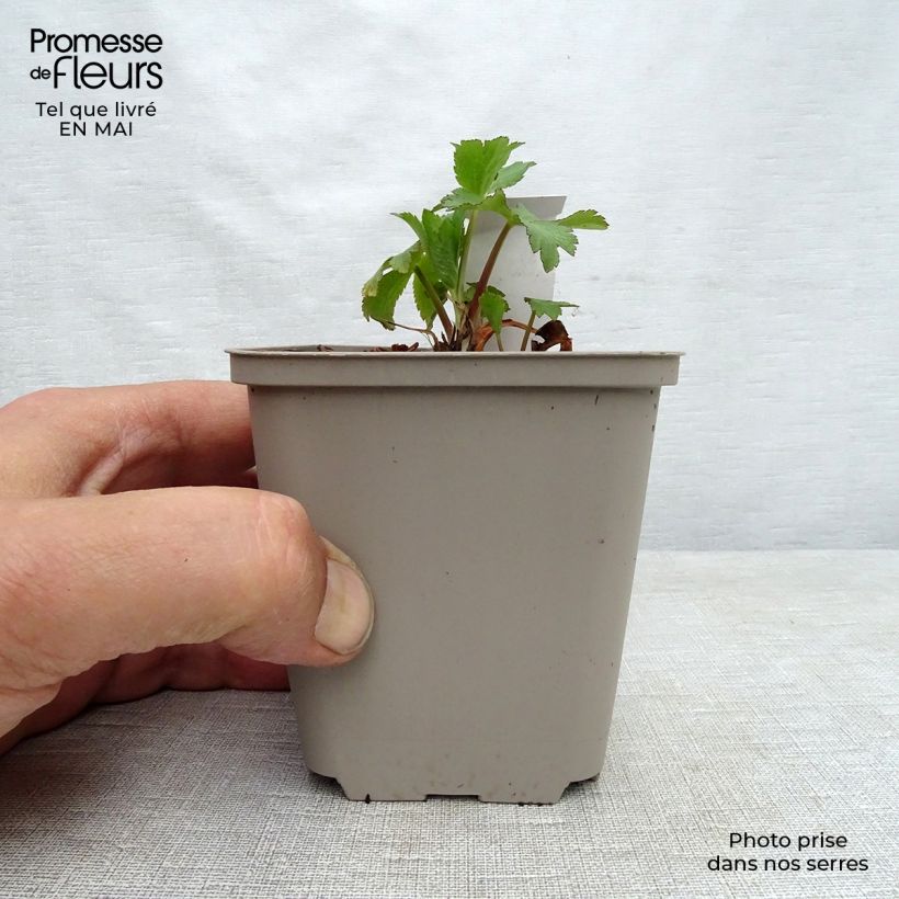 Spécimen de Astrance - Astrantia maxima Godet de 9cm tel que livré au printemps