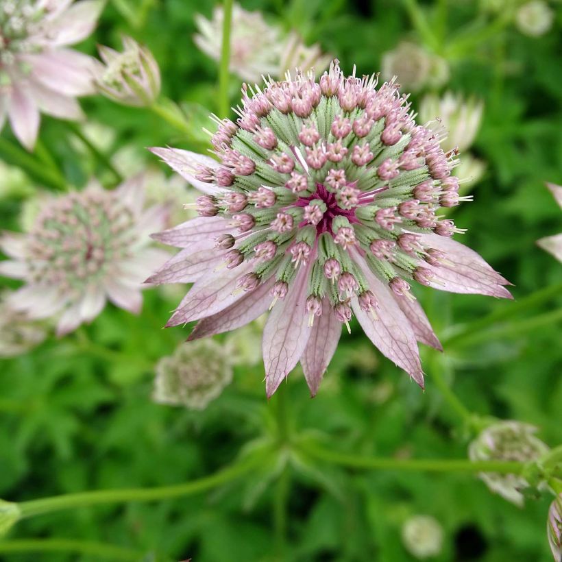 Astrance - Astrantia major Florence (Floraison)