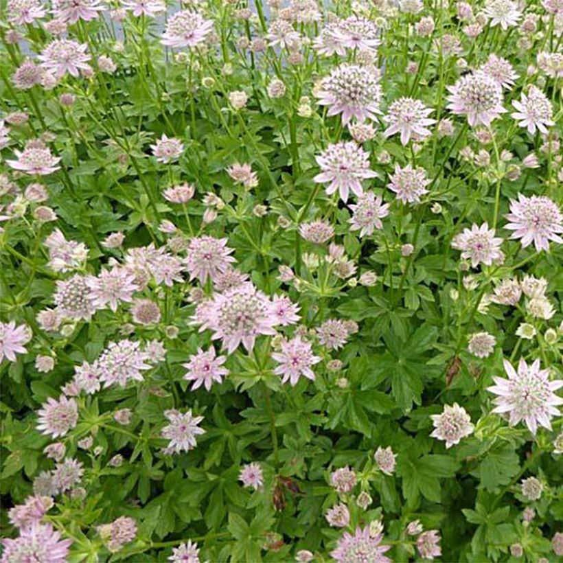 Astrance - Astrantia major Florence (Port)