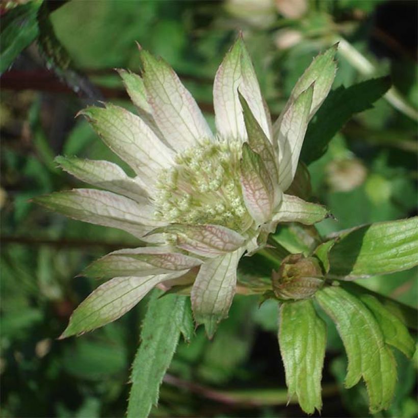 Astrance Princesse Sturdza - Astrantia major (Floraison)