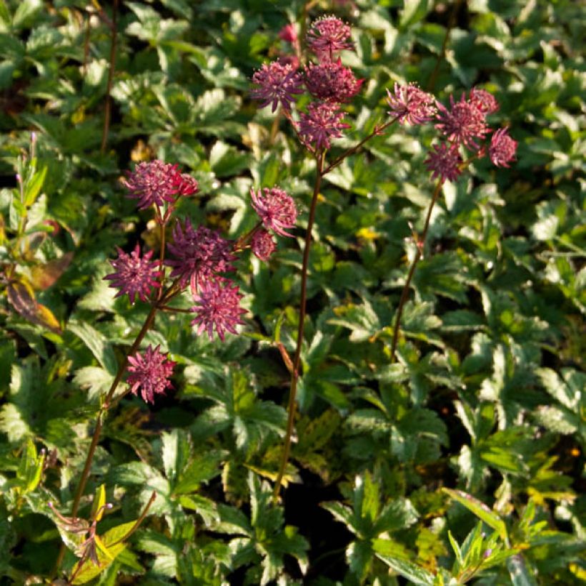 Astrance - Astrantia major Hadspen Blood (Port)