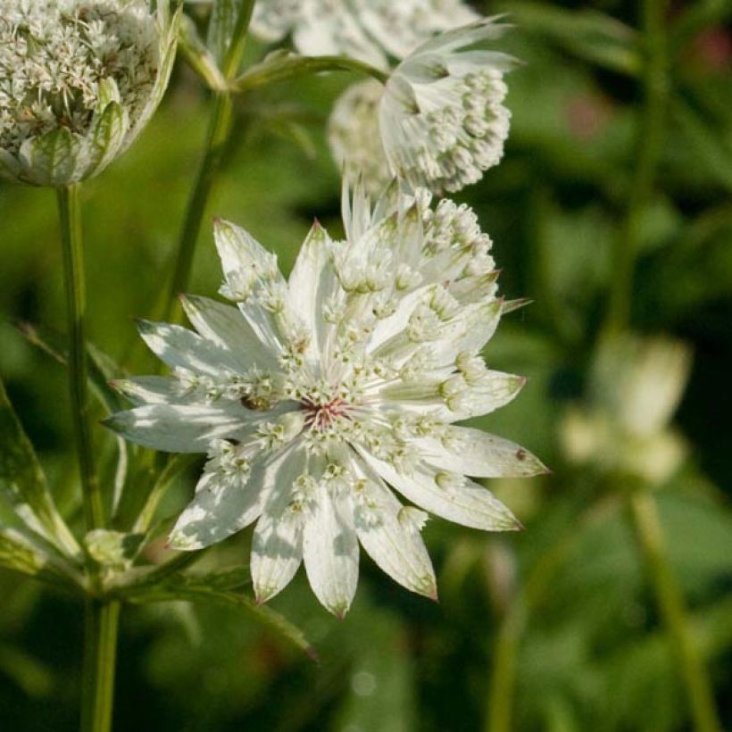 Astrance - Astrantia major Super Star (Floraison)