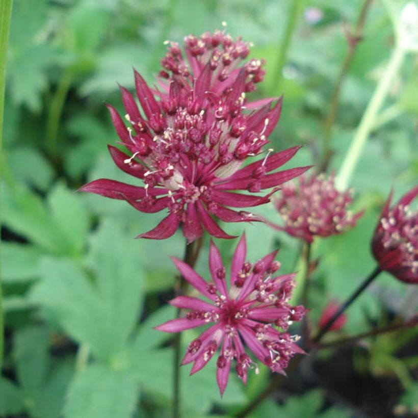 Astrance - Astrantia major Ruby Star (Floraison)